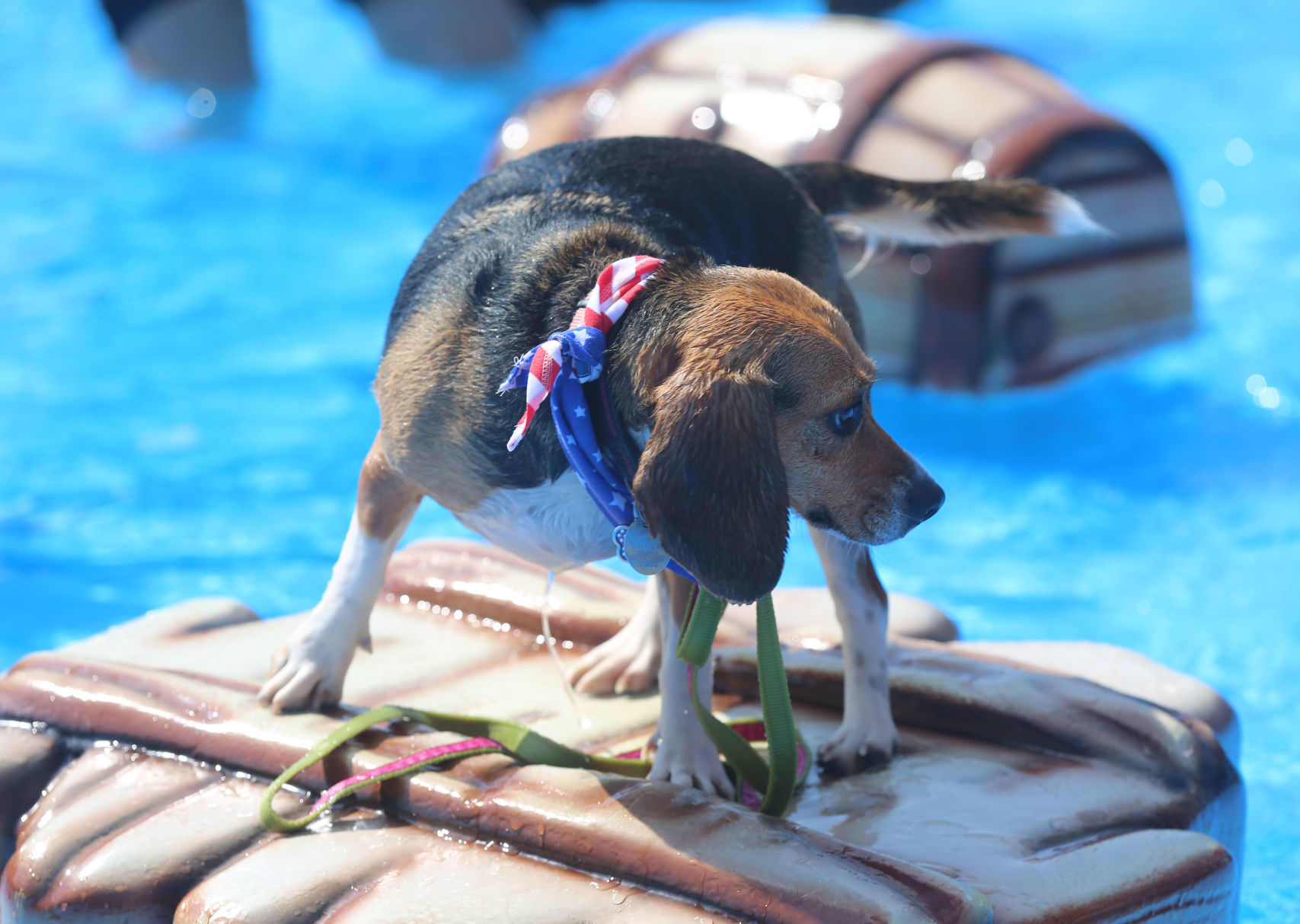 090919_gal_WWdogs (54)